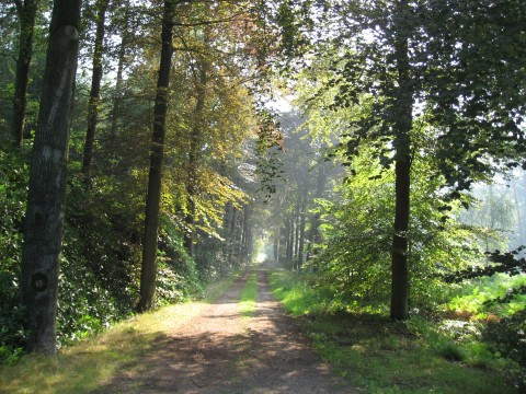 Afb. 2 -Grotenhout.JPG